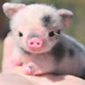 Meet your Posher, Alison